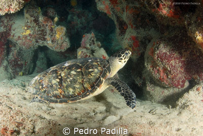 Hawksbill resting in the sand. I use nikon D80 with 15mm ... by Pedro Padilla 
