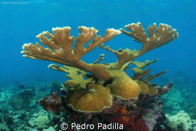 Elkhorn Coral, Nikon D80 with 15mmlens. Shoot f/8 @ 1/90s... by Pedro Padilla 