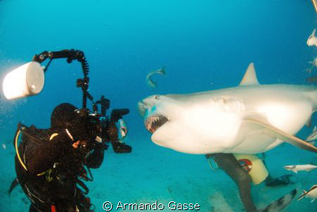 Bull shark up close and personal by Armando Gasse 