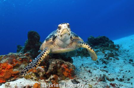 Hawksbill Turtle pausing to check me out by Brian Lasenby 