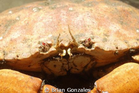 Crab, Redondo Beach, CA by Brian Gonzales 