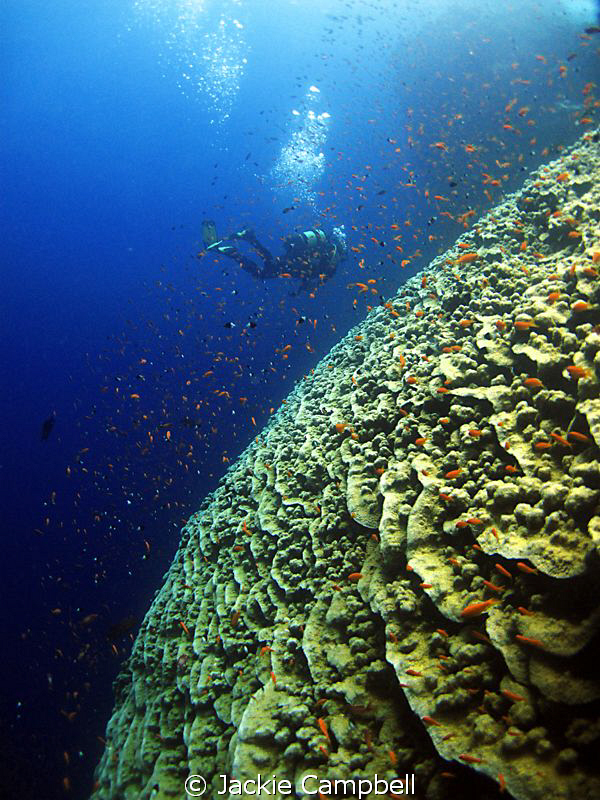 Coralscape. Very impressive to see and home to a lot of  ... by Jackie Campbell 