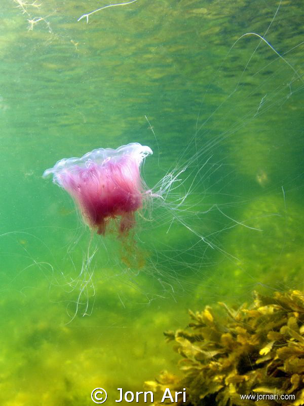Danish Jellyfish.
More Photos: www.jornari.com by Jorn Ari 