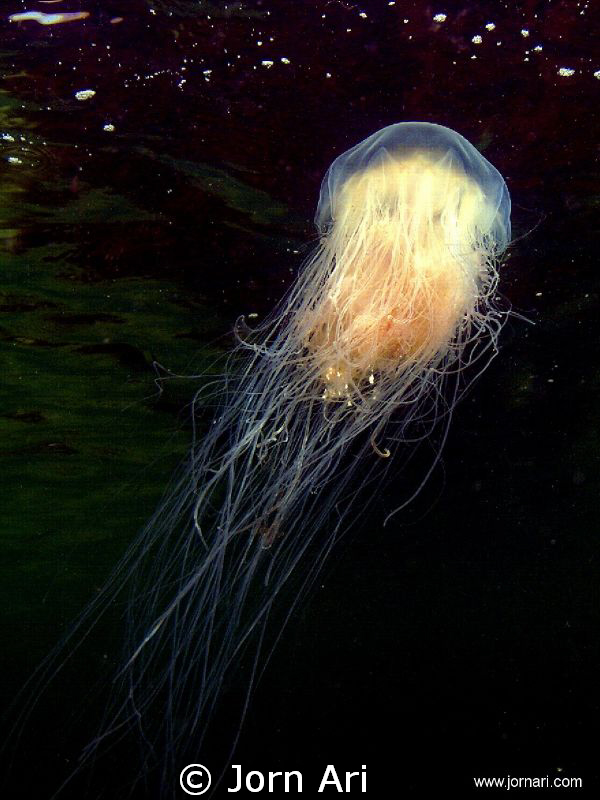Danish Jellyfish near the surface.
More Photos: www.jorn... by Jorn Ari 