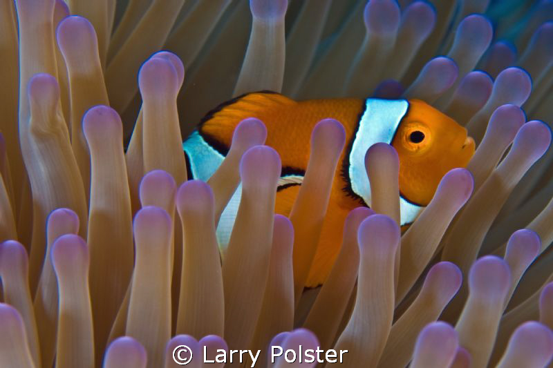 Nemo, home with his beautiful Anemone  D300 - 60 mm by Larry Polster 