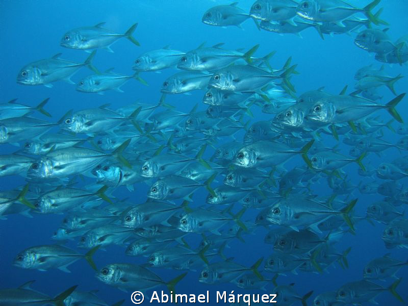 Marine life around the Wit Shoal by Abimael Márquez 
