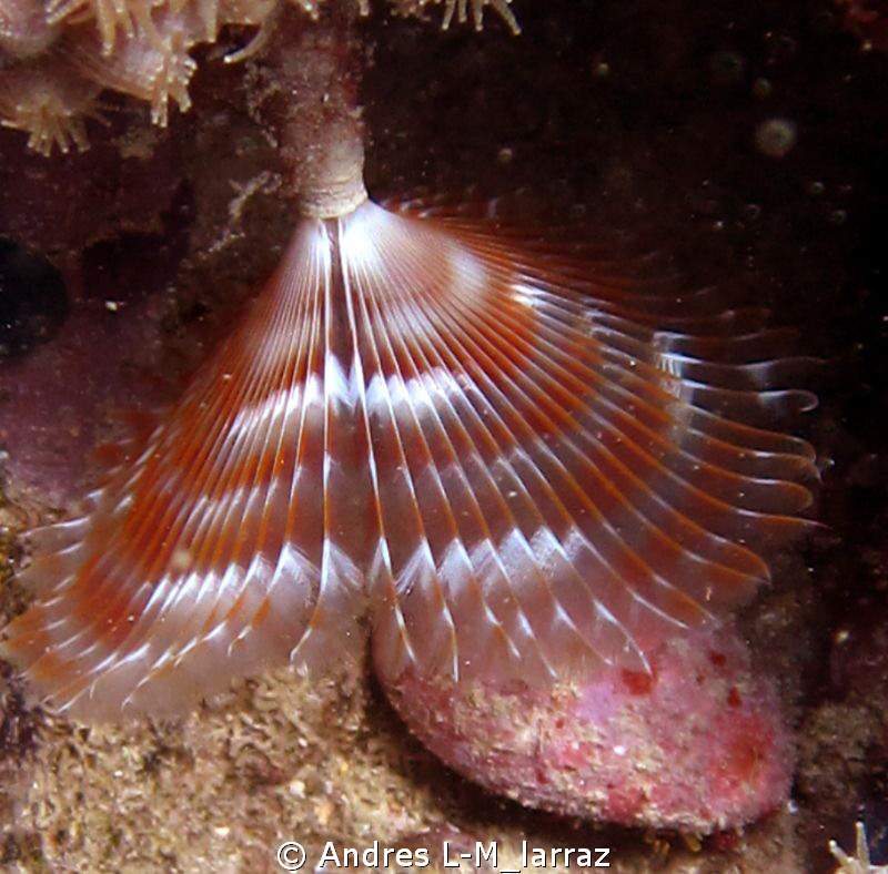 Anamobaea onstedii,  Split-Crown Feather Duster by Andres L-M_larraz 