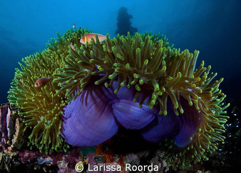An anemone at the Truk_Shinkoku Maru. by Larissa Roorda 