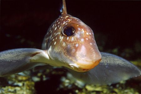 Spotted ratfish photographed in Edmonds, Washington. by Glenn Cummings 