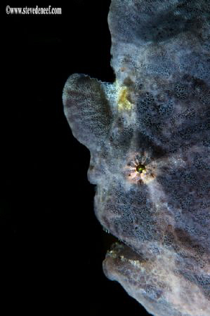 A portrait of an ancient looking Painted frogfish, Antenn... by Steve De Neef 
