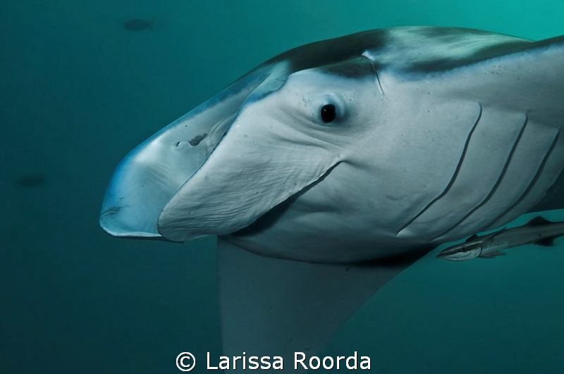 For a second in time, it was just me and the Manta. by Larissa Roorda 