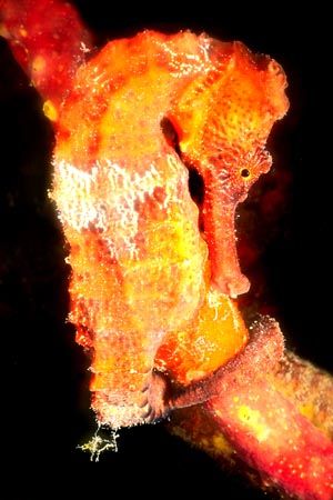 This orange seahorse was photographed in 35' of water on ... by Gladys Engler 