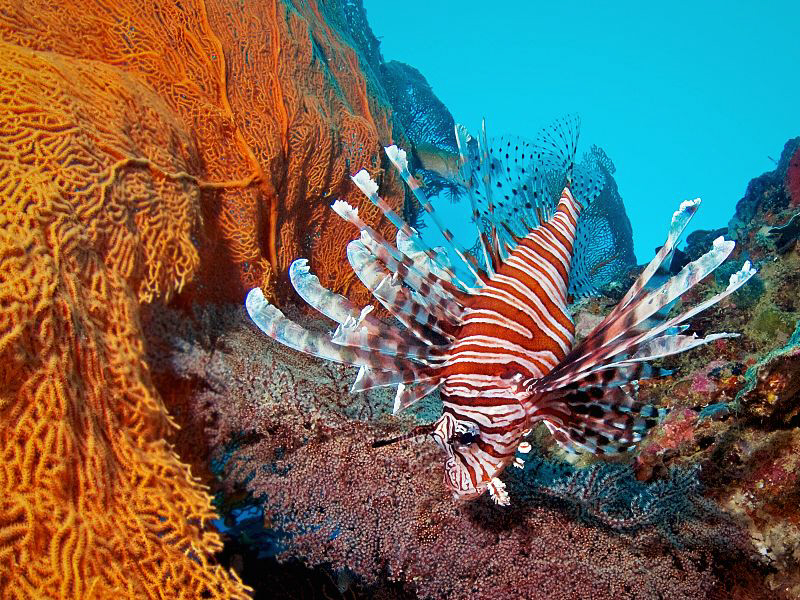 "Lionfish"
from the 'marine sanctuary' dive spot near Ka... by Henry Jager 