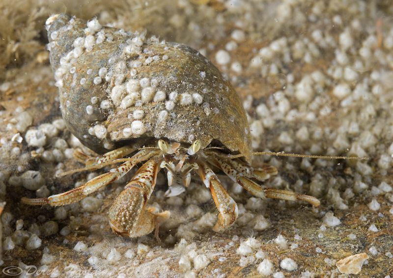 Hermit crab. Menai straits. D3,60mm. by Derek Haslam 