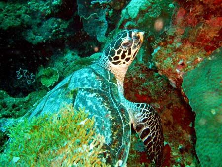 Jolie petite tortue aux Philippines by Philippe Brunner 