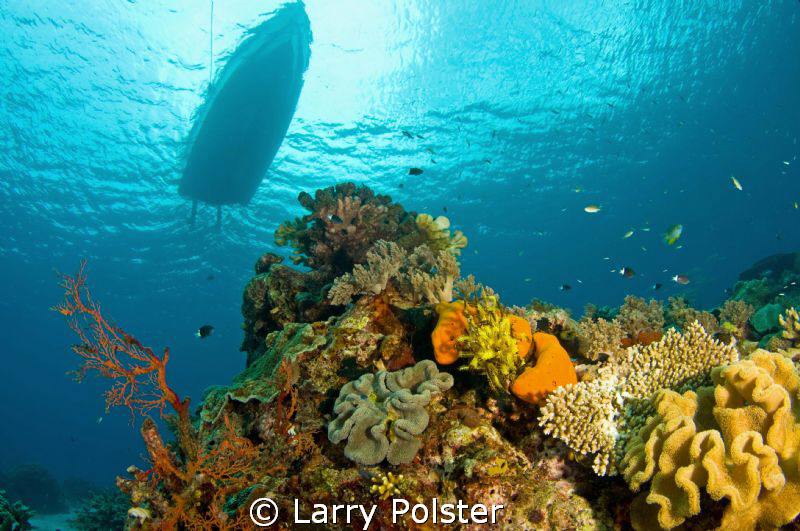 Safety stop on one of many beautiful reefs in the Banda Sea by Larry Polster 