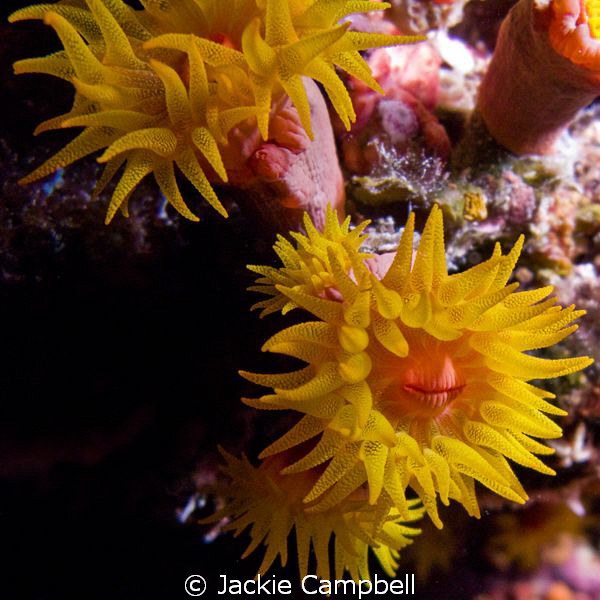 Coral Polyps.
Taken at night with canon G9 and internal ... by Jackie Campbell 