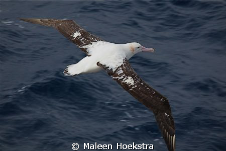 Wandering Albatross with breeding plumage off Inaccessibl... by Maleen Hoekstra 