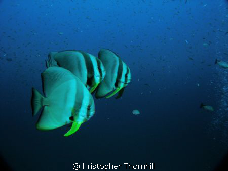 Batfish in the Gulf of Thailand. by Kristopher Thornhill 