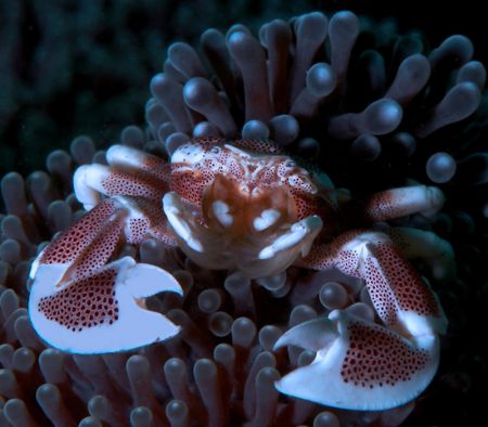 Fine Porcelain. Porcelain crab image from North Sulawesi.... by Beverly Speed 