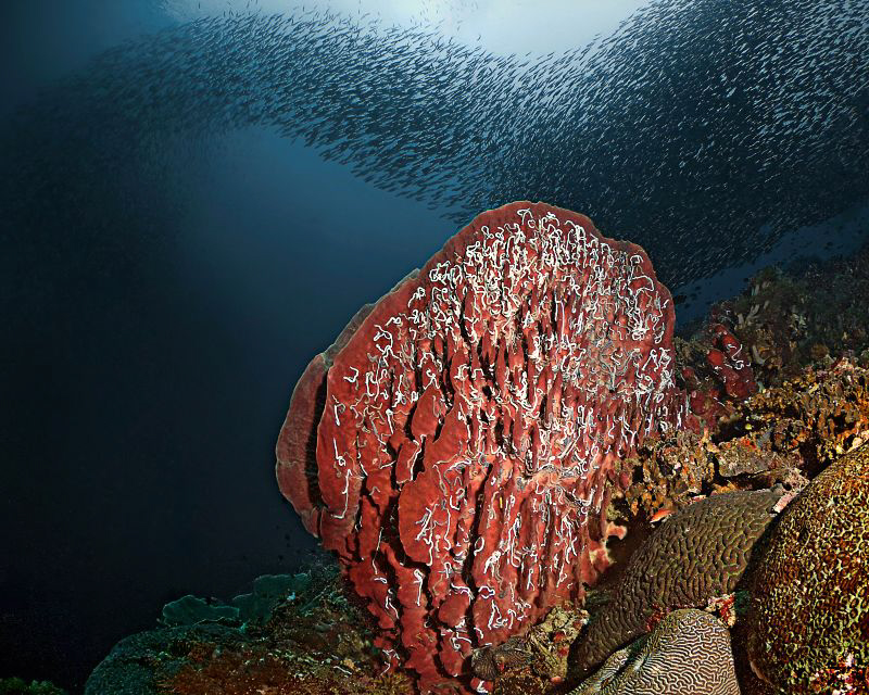 "Sponge, Sea Cucumbers and Sardines"
This fantastic situ... by Henry Jager 