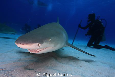 Lemmon shark. by Miguel Cortes 