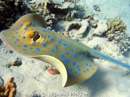 Blue spotted ray close up by Wijnand Plekker 