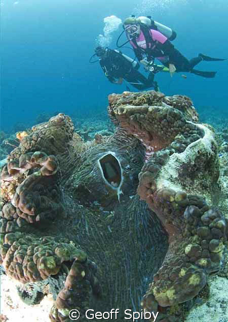 giant clam and divers, Raja Ampat by Geoff Spiby 