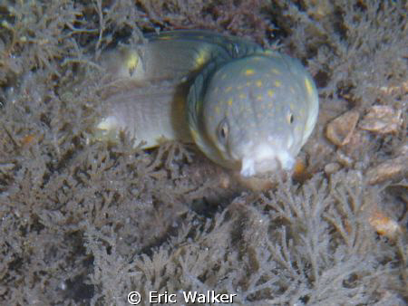 Sharptail Eel by Eric Walker 
