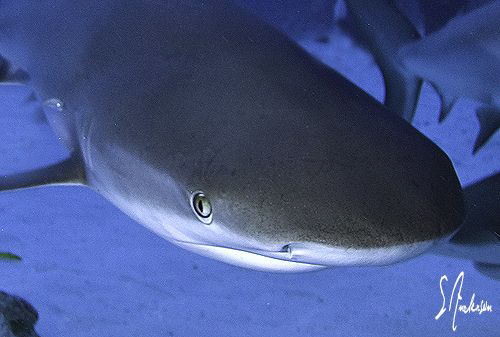 This image of a Reef Shark was taken during a Shark Dive ... by Steven Anderson 
