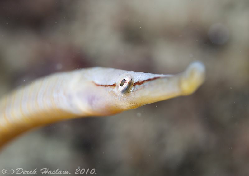 Snake pipefish. Trefor pier. D3, 60mm. by Derek Haslam 