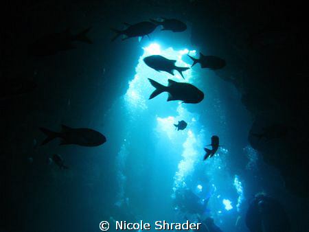Wide angle shot of fish inside of 1st Cathedral off Lanai... by Nicole Shrader 