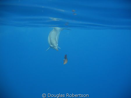 Hawaiian Spinner Dolphin checking out a sea-grape leaf. H... by Douglas Robertson 
