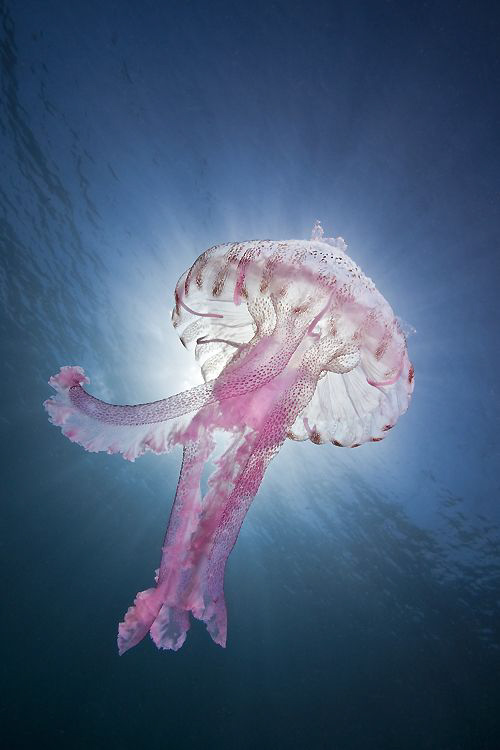 Luminescent jellyfish ( Pelagia noctiluca ) by Roland Bach 