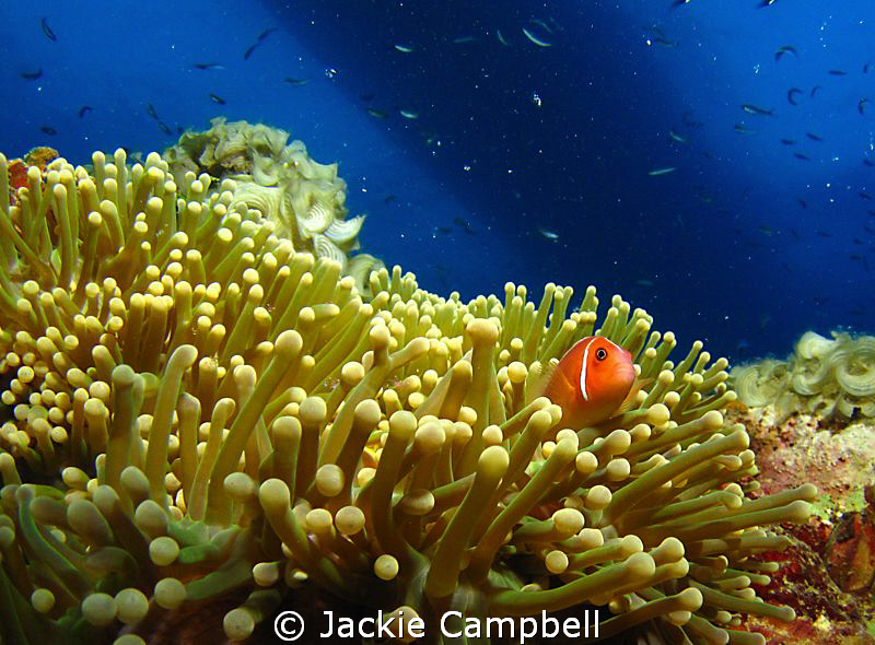 This anenome fish and large anenome was taken on the Shin... by Jackie Campbell 