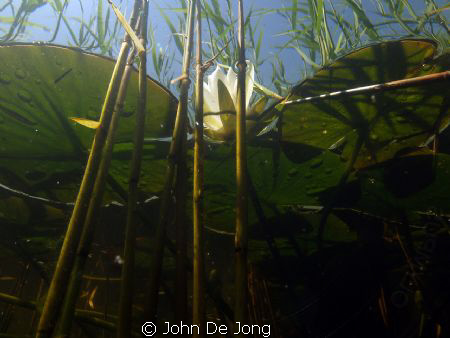 Picture taken down under, in a small canal close to my ho... by John De Jong 