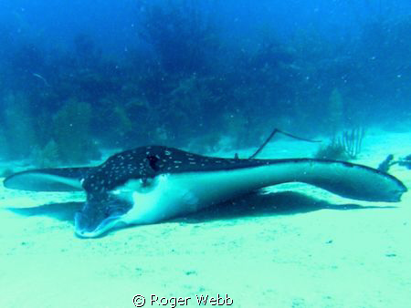 My dive master said he has nvere seen an Eagle Ray restin... by Roger Webb 