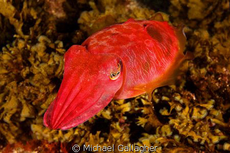 Tiny cuttlefish, about the size of my fist, taken at Juli... by Michael Gallagher 