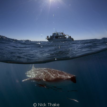 Vessel Venture 4 meets whaleshark! Another easy subject o... by Nick Thake 