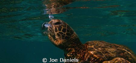 Green Turtle coming up for a breath by Joe Daniels 