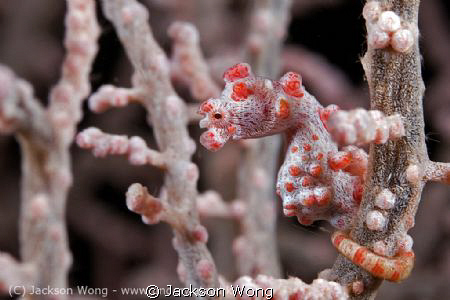 Pygmy Seahorse by Jackson Wong 