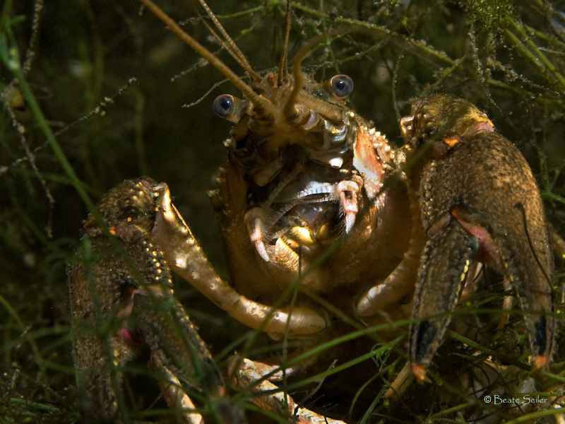 american crayfish in a freshwaterlake , taken with Canon G10 by Beate Seiler 