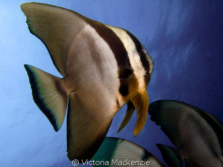 Beautiful Batfish by Victoria Mackenzie 