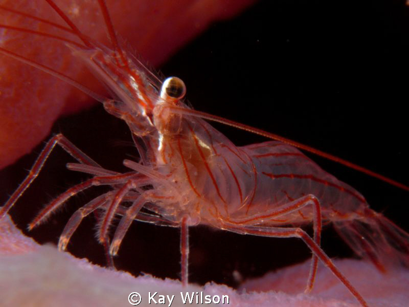 Peppermint Shrimp, DX1G / YS100a , no cropping by Kay Wilson 