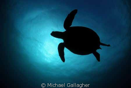 Green Sea Turtle in silhouette, taken today at Julian Roc... by Michael Gallagher 