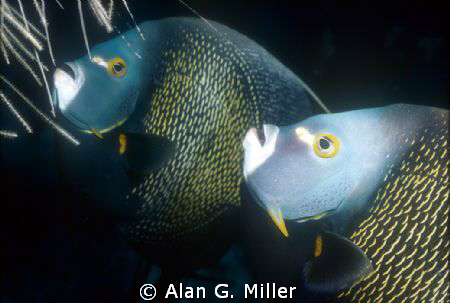 Angel fish, Mona Islands, Nikonos RS, 50mm and 2 ikelite ... by Alan G. Miller 