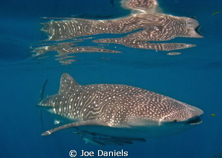 A mirror image of a Whale shark cruising along the back o... by Joe Daniels 