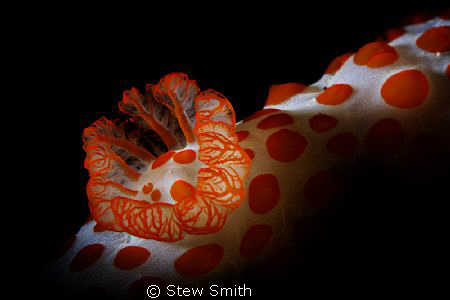 snooting of a nudi's gills by Stew Smith 
