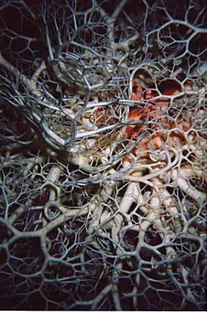 Basket star taken with bonica multi snapper Port McNeill ... by Christine Hind 