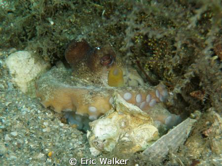A Octopus. I use a Olympus 6000 point and shoot camera wi... by Eric Walker 